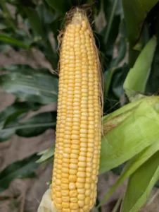 Close-up of a corn ear with developing yellow kernels