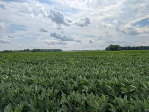 Tall weeds rising above a soybean canopy