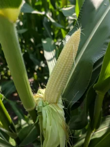Developing corn ear with exposed kernels