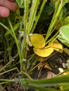 Soybean plants with developing pods