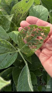 Close-up of soybean leaf showing insect feeding damage