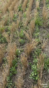 Young soybean plants emerging in evenly spaced rows across a field.