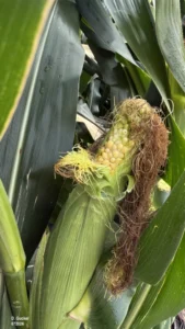 Developing corn ear with yellow kernels visible beneath partially opened husks.