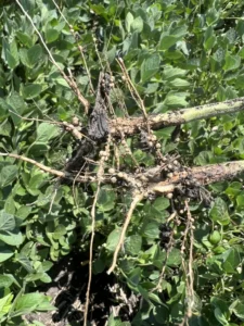 Soybean roots with developing nitrogen-fixing nodules