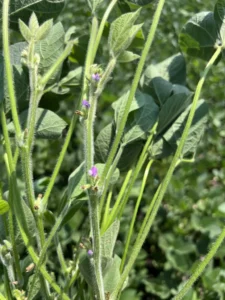 Developing soybean flower bud