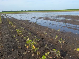 Area of soybean field with water still standing and areas where it had recently receded with sparse soybean plants, some showing new growth