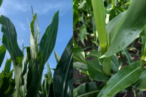 Closeup of a corn plant showing the tassel starting to emerge on the left panel and an ear shoot emerging on the right panel