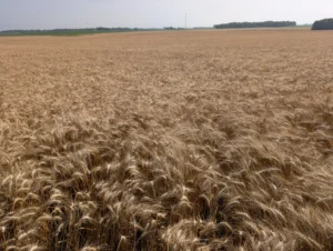 Canopy of wheat fields with fully mature, straw-colored grain heads