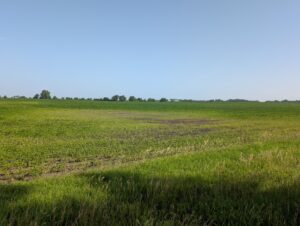 Area of soybean field that recently had standing water resulting in plant death in the center and plant stunting towards the margins
