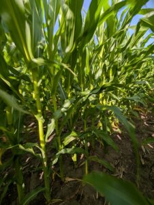 Dense stand of V10 corn plants