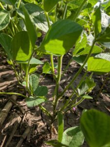 Closeup of flowering soybean plant at R2 growth stage.