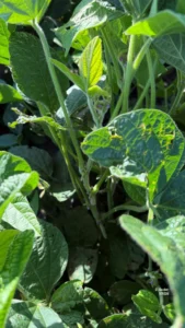 Soybean plants with developing pods