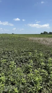 Weeds emerging above a soybean canopy