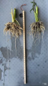 Comparison of corn root systems with and without cover crops