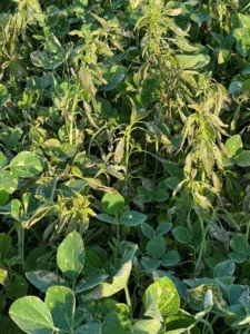 Weeds larger than recommended for herbicide control in a soybean field after herbicide application