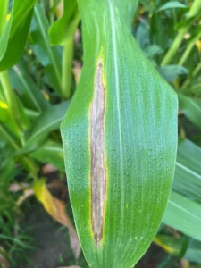 Corn leaf with elliptical lesion from northern corn leaf blight