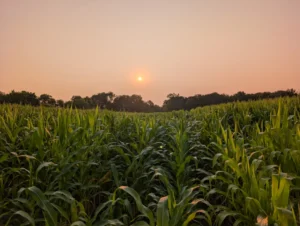 Uneven corn growth following early-season wet conditions