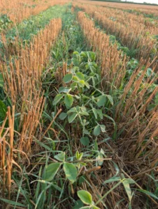 Double-crop soybeans growing between rows of wheat stubble