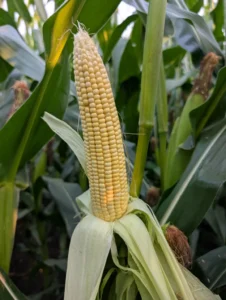Corn ear at R3 (milk) growth stage with husks pulled back to reveal kernels