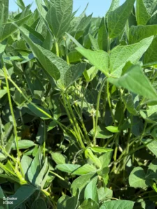 Healthy soybean canopy with no visible disease symptoms