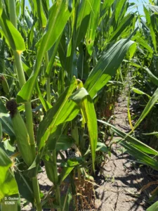Corn field with visible hail damage and reduced canopy coverage