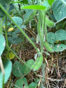 Green soybean plant at R4 stage with pods starting to form seeds