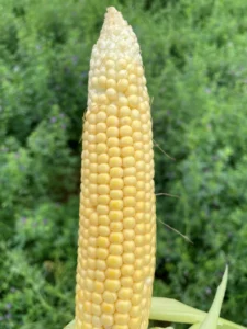 Close-up of a corn ear at R3 (milk) stage