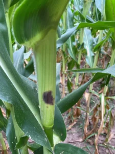 Close-up of corn stalk with dark purple/black lesion consistent with symptoms of Physoderma brown spot