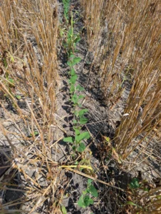 Row of emerging soybeans between rows of wheat stubble, planted after wheat harvest