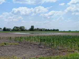 Standing water in low area of field with a radius of dead, followed by stunted corn around it showing the extent of previous flooding