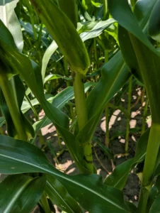 Dark brown to black spots in groups on corn stalks and leaf midveins as well as bands of chlorotic lesions on leaf blades