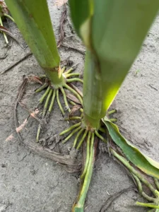 Roots from first above-ground node on corn plants, which emerge in late vegetative growth stages to provide stability to the plant