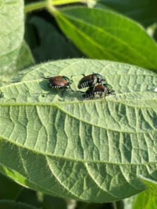 Three Japanese beetles, characterized by their shiny, metallic-green bodies with bronze-colored outer wings, on the underside of a soybean leaf
