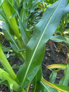 Corn leaf with shed anthers and pollen from surrounding plants on its surface