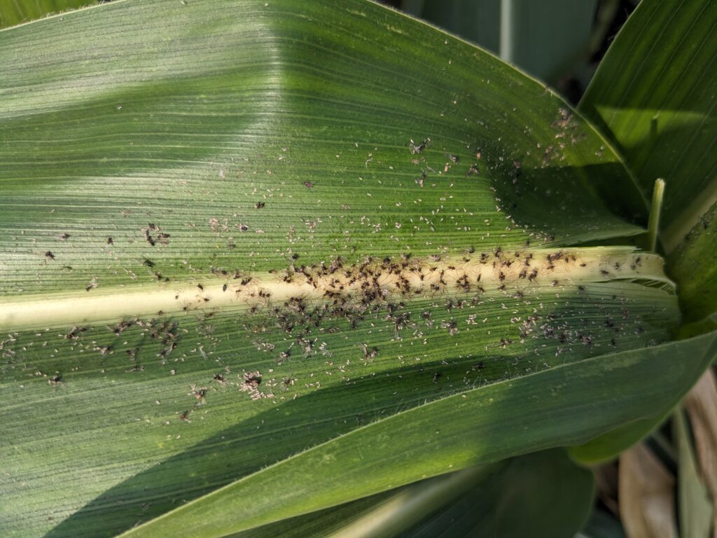 Dead aphids with a fuzzy texture cover the upper side of a corn leaf