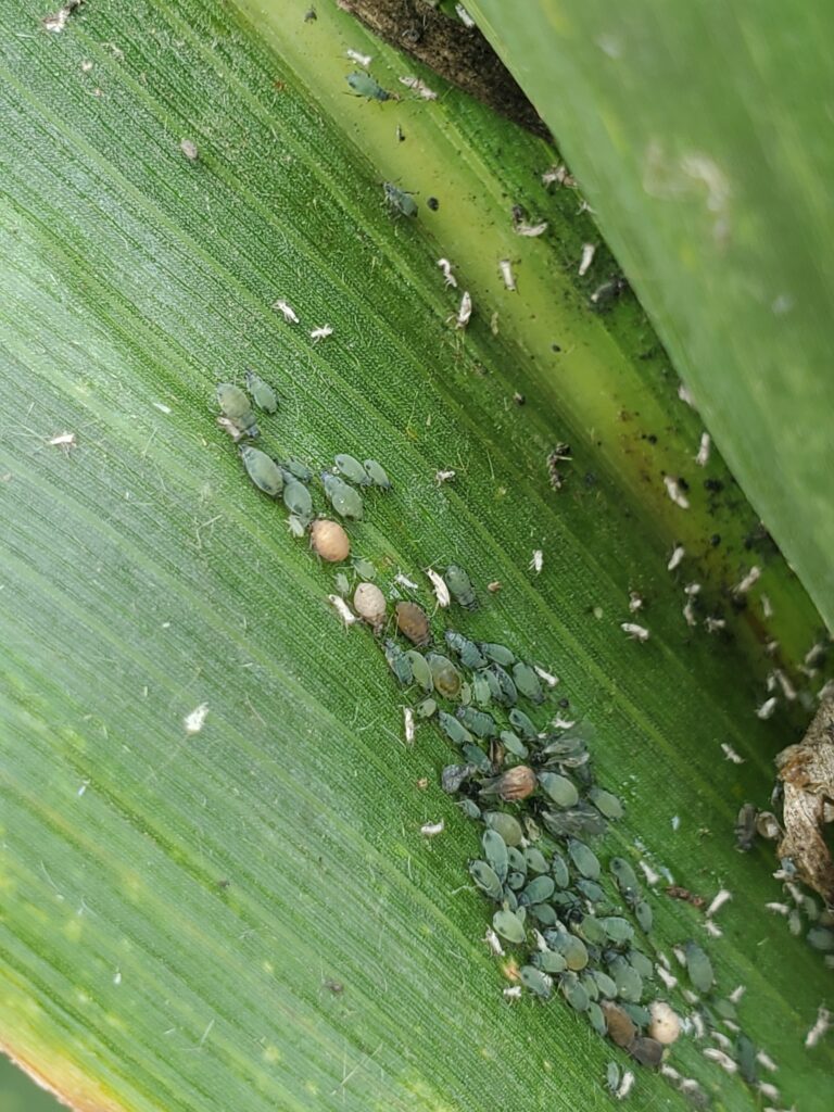 A group of about 60 corn small, oval-shaped green insects with darker green spots. A few are swollen and peach-colored.