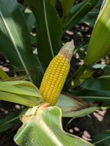 Corn ear with missing kernels at the tip