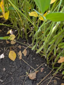 Green soybean plants with developing pods