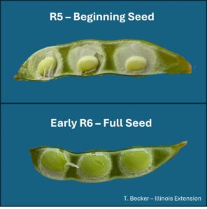 Soybean pods split in half to show developing seeds in the R5 to R6 growth stages