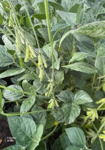 Soybean plant with developing pods.