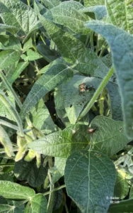 Japanese beetles on soybean leaves.