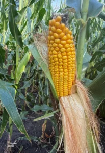 Corn ear showing kernel development
