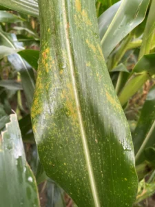 Orange southern rust pustules on the upper surface of a corn leaf.