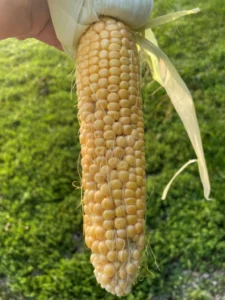 Corn ear with incomplete kernel set