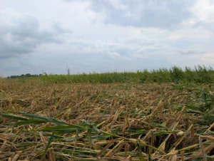 Corn field with some plants snapped below the ear and others lodged by storms with high winds