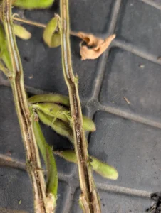Soybean stem split to show brown stem rot symptoms