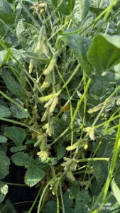 Soybean plants with seed pods in the R6 (full seed) stage