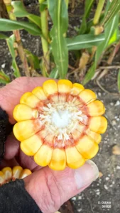 Corn kernels showing the milk line during the dent stage
