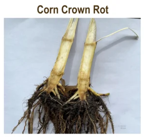 Discolored corn root crown showing possible crown rot infection