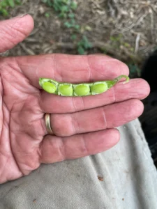 Close-up of split soybean pod with four developing seeds